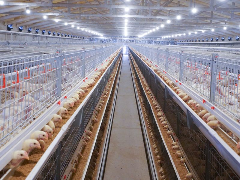 自動化蛋雞飼養(yǎng)設備廠家教你增加產(chǎn)蛋量