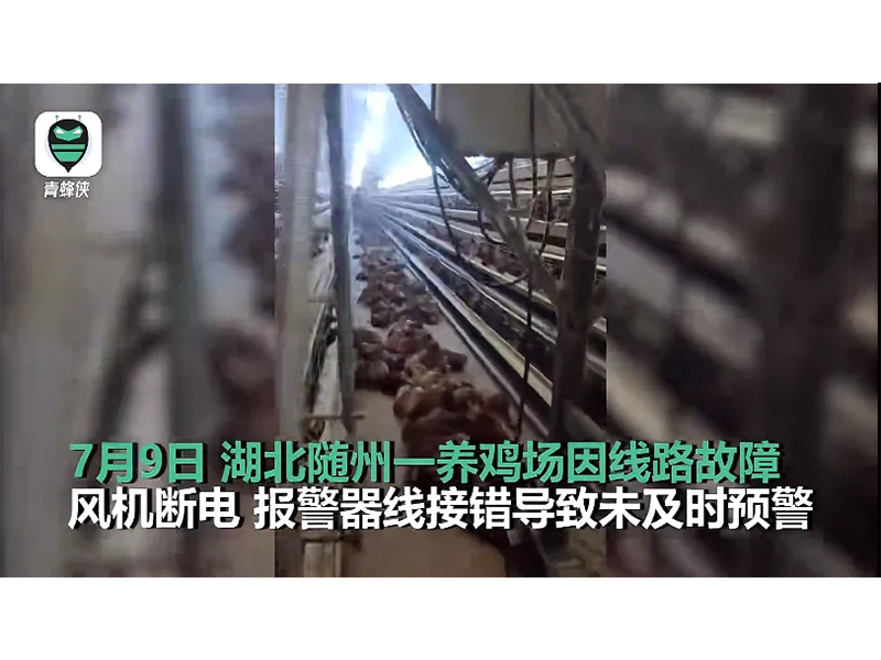 4000只雞被熱死！湖北養(yǎng)雞場停電故障給我們的啟示